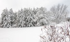 Rose Hips and Pines in Snow